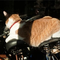 Cat with Bicycles 8x12 Archival Print