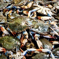 Crabs 8x12 Archival Print