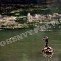 Duckalone_medium