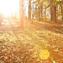 Fall #1 8x12 Archival Print