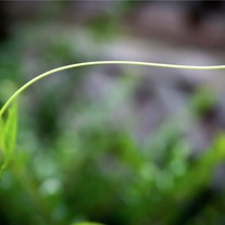 Green #2 8x12 Archival Print