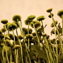 Kermit Mums 8x12 Archival Print