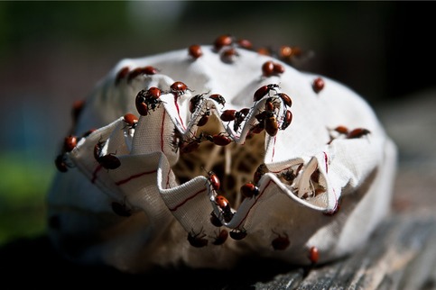 Ladybugs 8x12 Archival Print