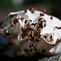 Ladybugs 8x12 Archival Print