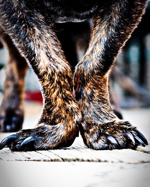 Legs 8x10 Archival Print
