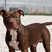 Pit Bull 8x12 Archival Print