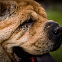 Shar Pei 8x12 Archival Print