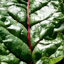 Swiss Chard 8x12 Archival Print