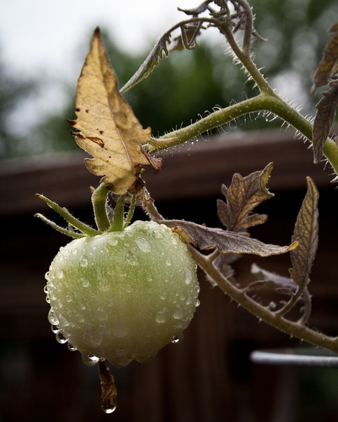 Tomato #1 8x10 Archival Print