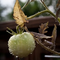 Tomato #1 8x10 Archival Print