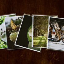 Pack of 5 5x7 Postcards