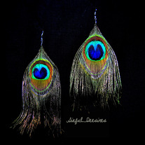Beautiful_peacock_medium