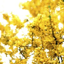 "forsythia" print