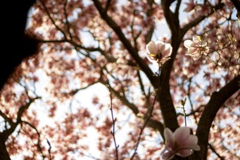 "magnolias" print