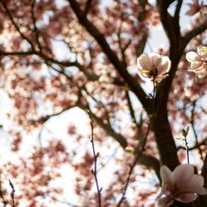 "magnolias" print