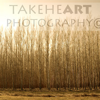 Forestths_copy_medium