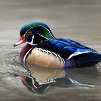 "Across the Surface - Wood Duck" Acrylic Painting