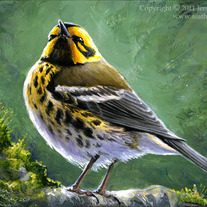 "Townsend's Warbler" Acrylic Painting