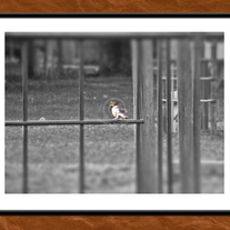 Red Breasted Robin Print
