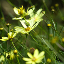 Wild Yellow 5x7