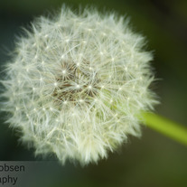 Make a Wish 11x14