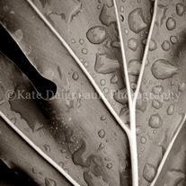 A Rare Rain