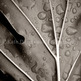 8x12leaf_small