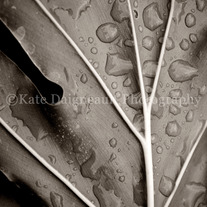 Rare Rain 5x7