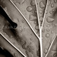 5x7leaf_small