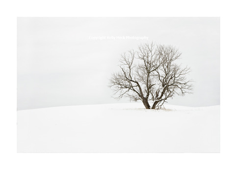 Alone in a Field - Limited Edition of 20