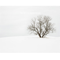 Alone in a Field - Limited Edition of 20