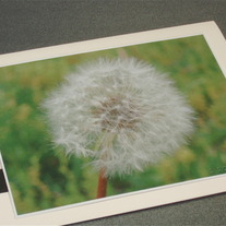 P7180194_medium