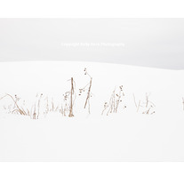 Within the Lines - Limited Edition of 20
