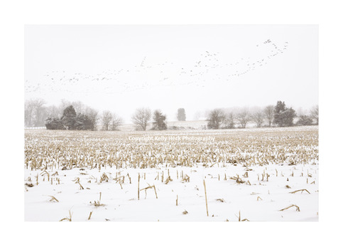 Season of Migration - Limited Edition of 20