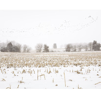 Season of Migration - Limited Edition of 20