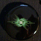 Bsui-lightning_small