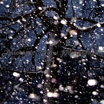 Snow_20tree_20watermarked_medium
