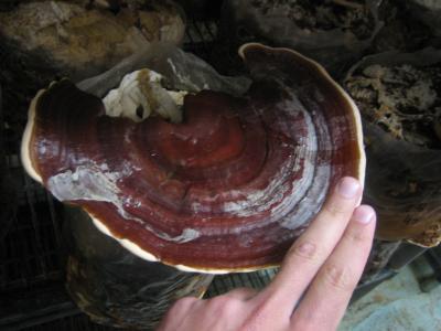 Reishi-mushroom-photo-1.thumbnail_large