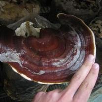 Reishi-mushroom-photo-1.thumbnail_medium