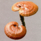 Greenhealth_07_reishi_small