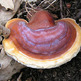 Reishi_mushroom_small
