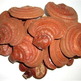 Reishi_mushroom_pe_2_small