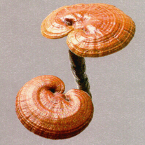 Greenhealth_07_reishi_medium
