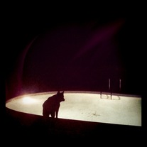 Howling at the moon lit pool