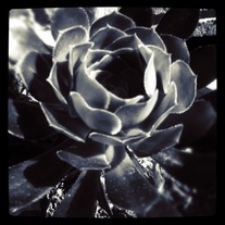 Succulent 