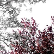 Blackwhitetreeredhr6x4_medium