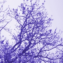 Dsc08885purplehr6x4_medium
