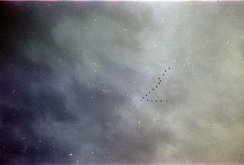 birds in porto