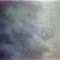 birds in porto (S)