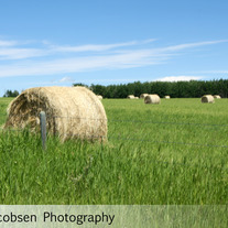 Prairie Produce 11x14